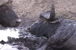 Buffalo (mud bath)